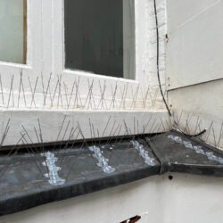 Pigeon Guano Removal and Spiking <br>43 Beak Street<br> London